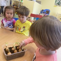  Малыши сажают лук