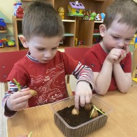  Малыши сажают лук