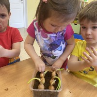  Малыши сажают лук