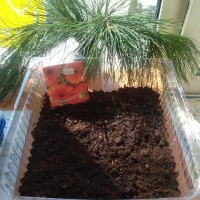 День Эколят