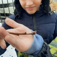 «Пиктограммы и диаграммы»