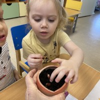 Посадка фасоли в группе раннего возраста