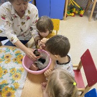 Посадка фасоли в группе раннего возраста