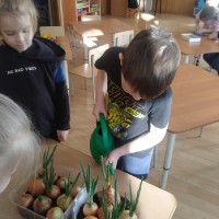 «Сажаем лук»