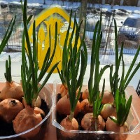 «Сажаем лук»