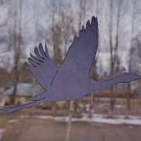 «Крокус Сити Холле»