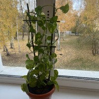 «Озеленение школы»